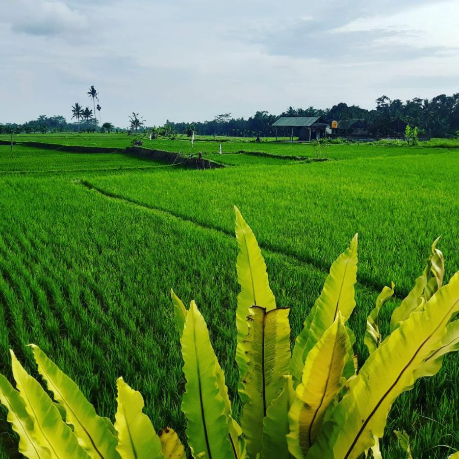 Villa Popolan And Guest House Ubud  Ngoại thất bức ảnh